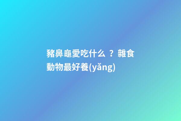 豬鼻龜愛吃什么？雜食動物最好養(yǎng)
